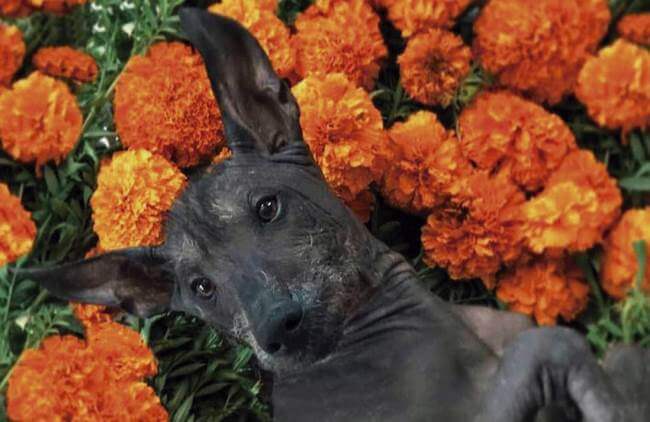 Todo sobre el primer Festival del Xoloitzcuintle en la CDMX