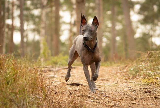 Todo sobre el primer Festival del Xoloitzcuintle en la CDMX