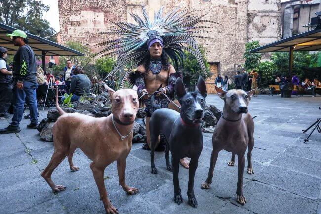 Todo sobre el primer Festival del Xoloitzcuintle en la CDMX