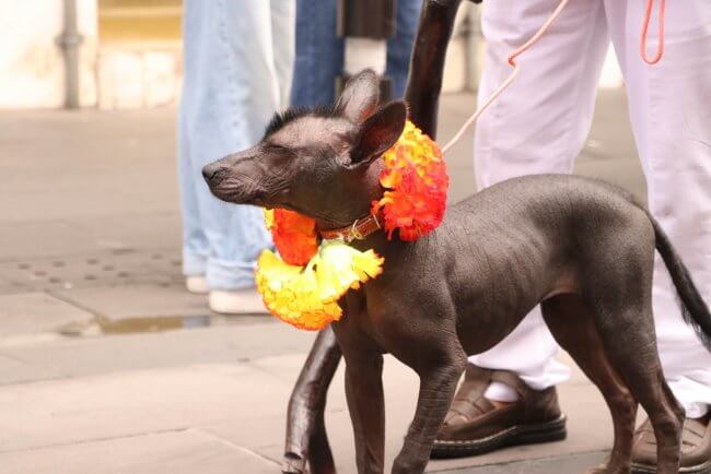 Todo sobre el primer Festival del Xoloitzcuintle en la CDMX