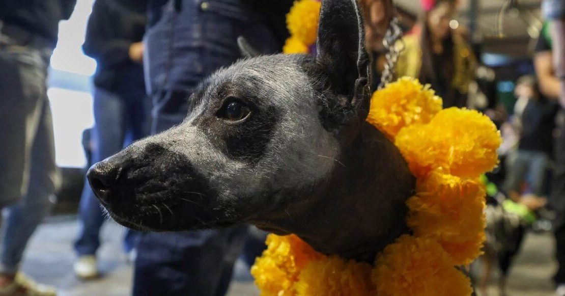 Todo sobre el primer Festival del Xoloitzcuintle en la CDMX