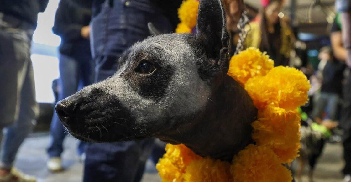 Todo sobre el primer Festival del Xoloitzcuintle en la CDMX
