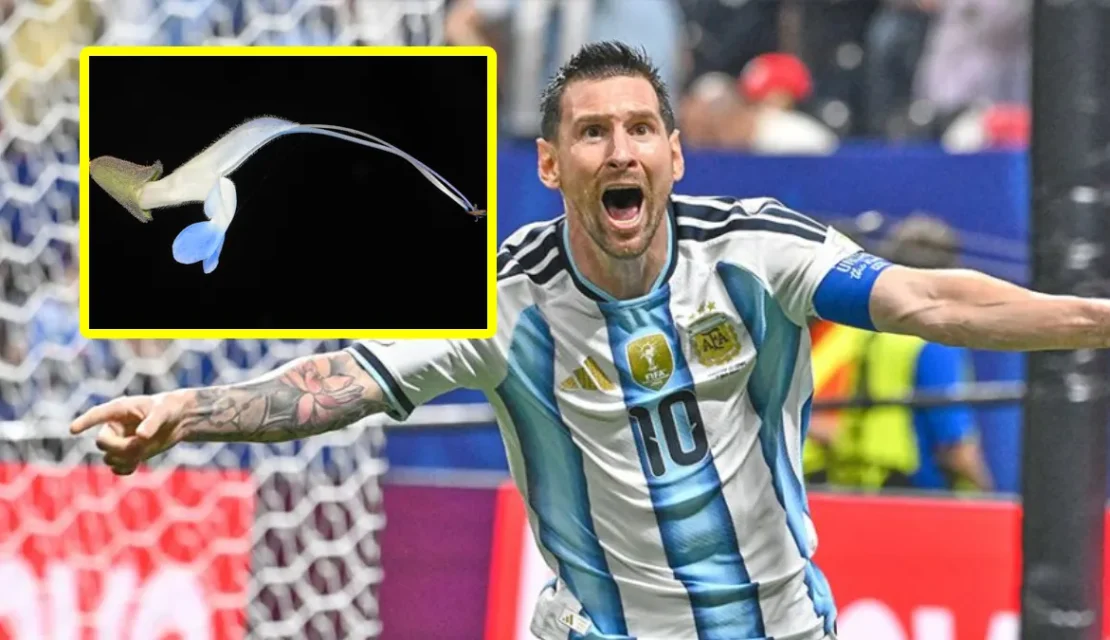 Salvia messii: Bautizan una nueva planta en honor a Messi por sus colores